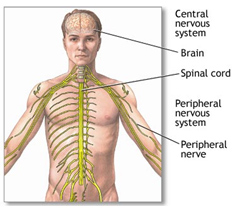 human-system